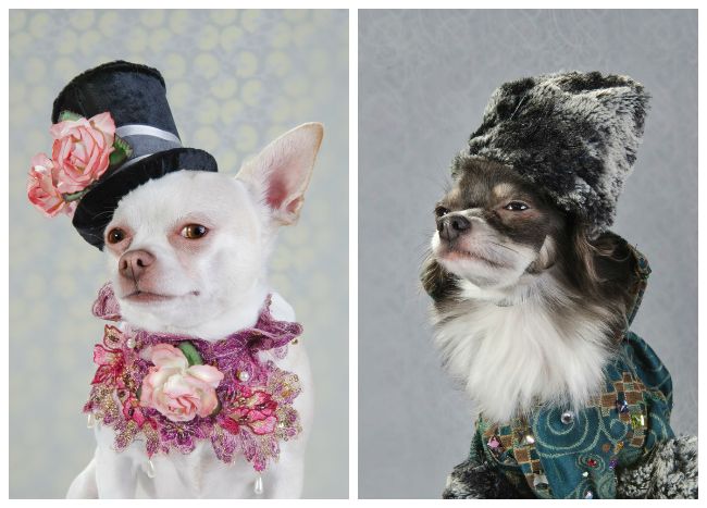 Pink, Carnivore, Petal, Snout, Toy dog, Chihuahua, Costume accessory, Stock photography, Non-Sporting Group, Collage, 