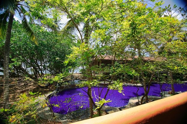 Vegetation, Purple, Garden, Majorelle blue, Tints and shades, Swimming pool, Lavender, Shade, Shrub, Umbrella, 