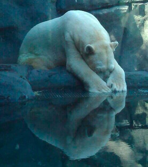 Is this the world's saddest animal? Campaign to rescue depressed polar bear underway Is this the world's saddest animal? Campaign to rescue depressed polar bear underway