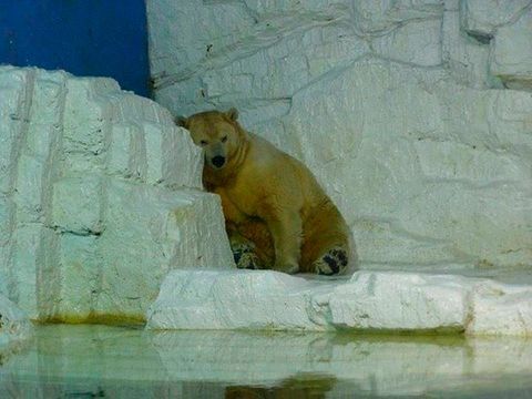 Is this the world's saddest animal? Campaign to rescue depressed polar bear  underway