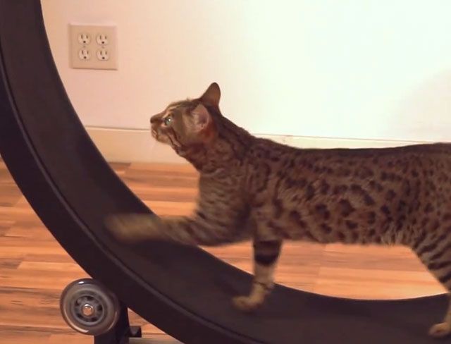 Hamster wheels for cats are LOL but the feedback from the cat 