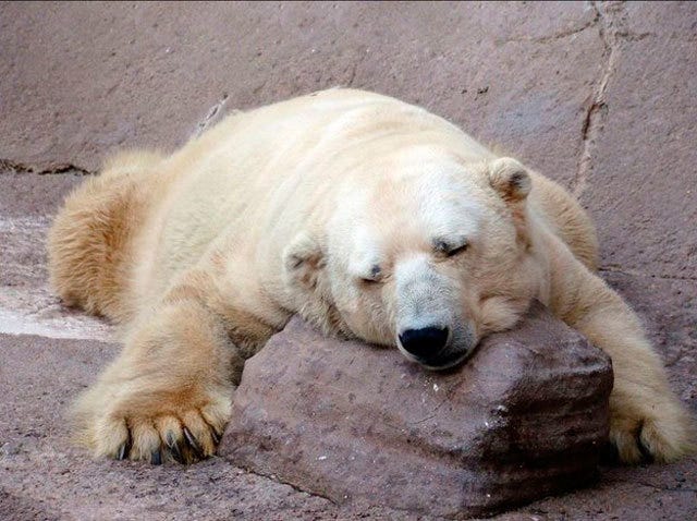 Is this the world's saddest animal? Campaign to rescue depressed polar bear underway Is this the world's saddest animal? Campaign to rescue depressed polar bear underway