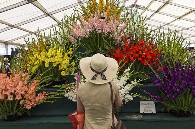 Petal, Plant, Flower, Hat, Greenhouse, Floristry, Garden, Flower Arranging, Fashion accessory, Cut flowers, 