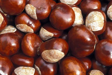 Chestnut, Brown, Ingredient, Tan, Still life photography, Maroon, Close-up, Nuts & seeds, Nut, Hazelnut, 