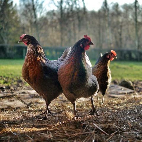 best hens