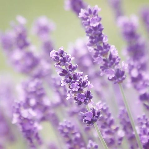 Purple, Lavender, Violet, Lavender, Flowering plant, English lavender, Herbaceous plant, Subshrub, French lavender, Annual plant, 