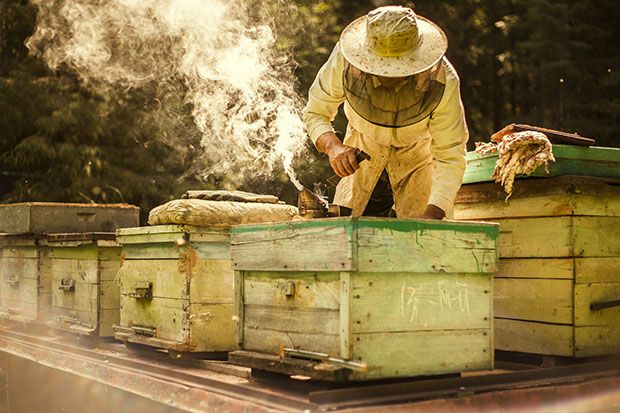 Beekeeper, 