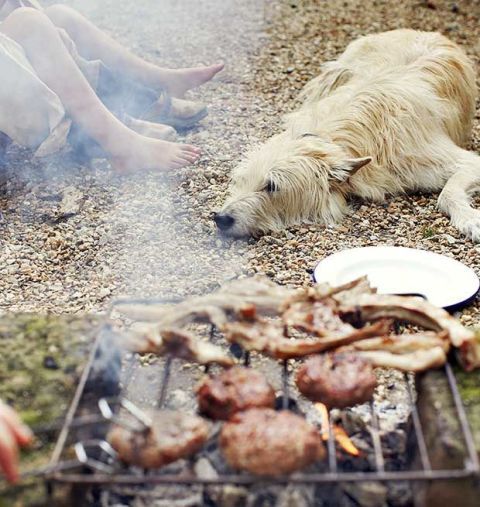 Carnivore, Dog, Dog breed, Barbecue grill, Recipe, Cooking, Roasting, Finger food, Barbecue, Companion dog, 