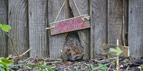 hedgehog crawling through hedgehog tunnel