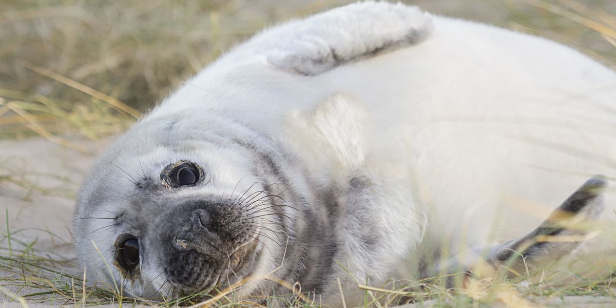 Record number of seal pups born in Norfolk