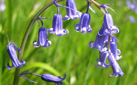 Blue, Flower, Purple, Majorelle blue, Botany, Azure, Lavender, Electric blue, Flowering plant, Spring, 