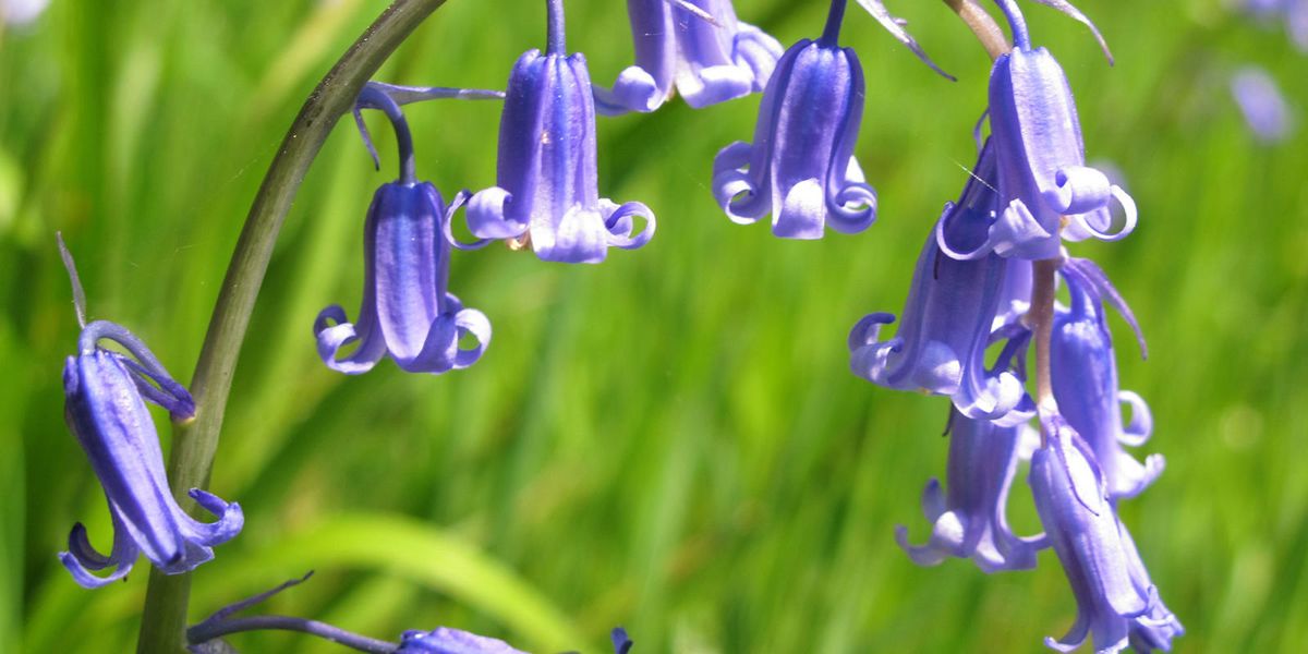 The Best Places To See Bluebells In The Uk