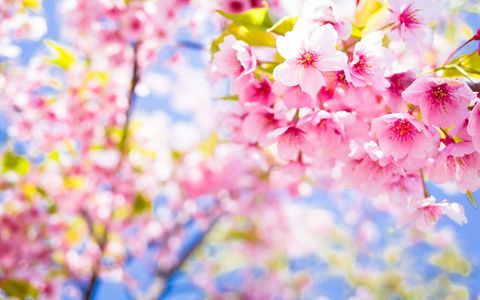 Yellow, Petal, Colorfulness, Branch, Flower, Pink, Blossom, Botany, Spring, Flowering plant, 