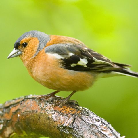 These small bird species are making a comeback this spring