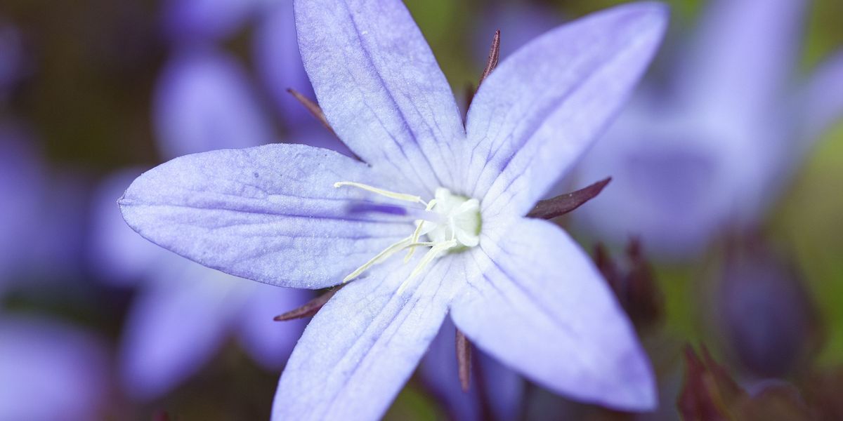 Starostlivosť o rastliny modré zvončeky