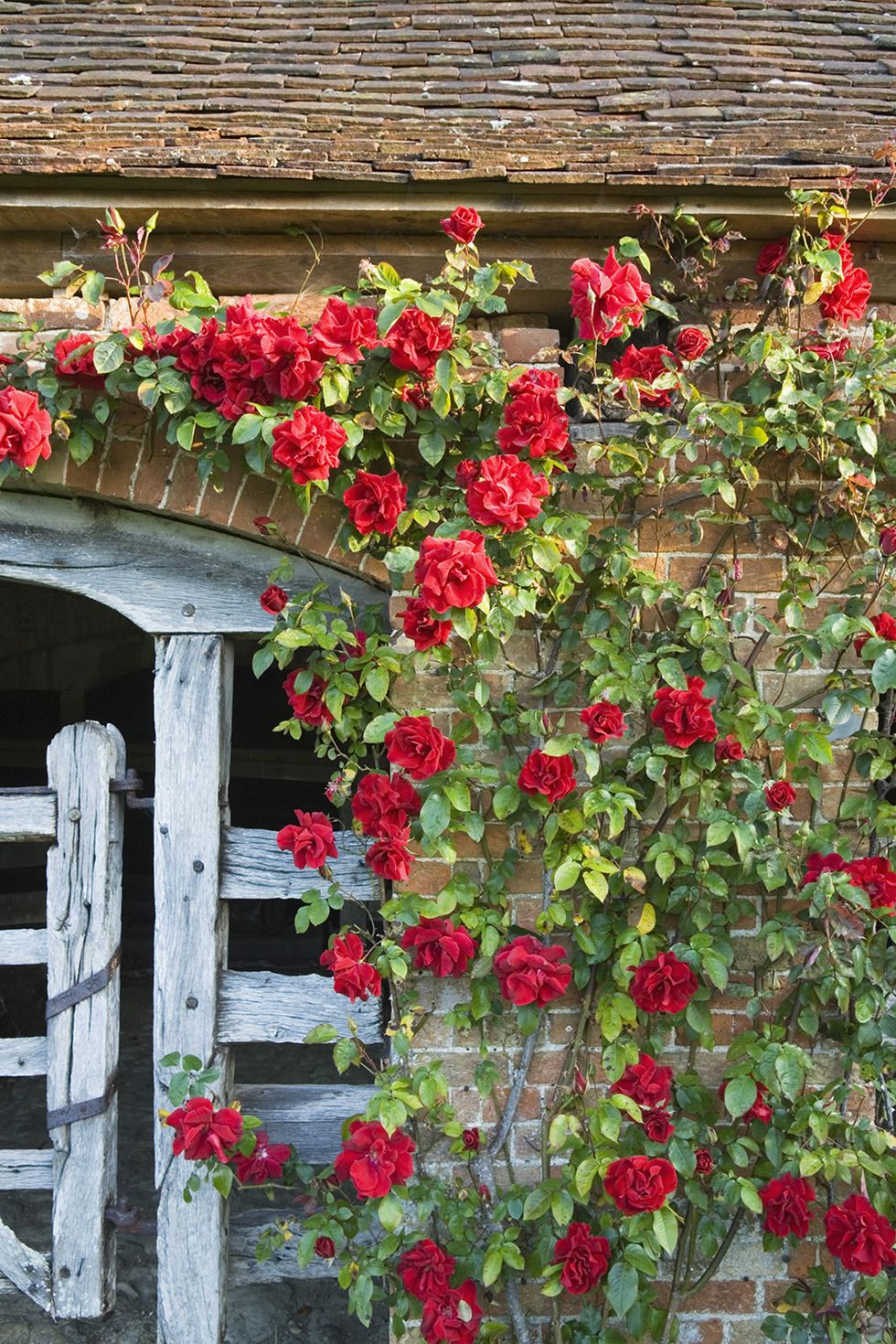Barrington Court roses
