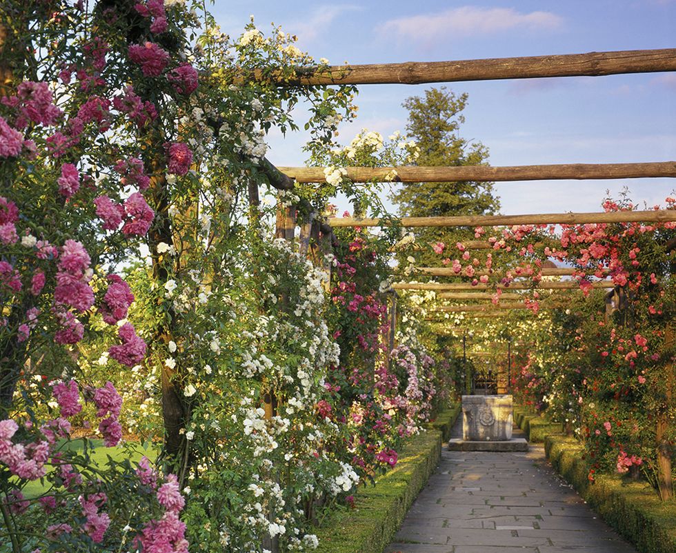 Polesden Lacey rose garden