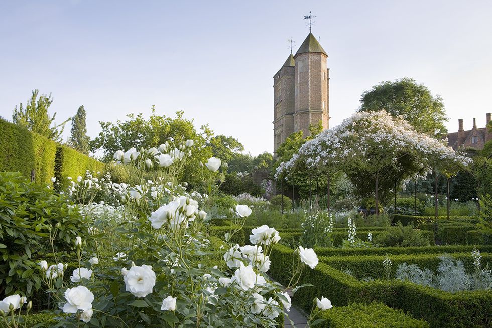 sissinghurst rosa mullicanii covering pergolas