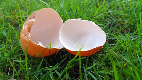  coquille d'oeuf cassée sur l'herbe