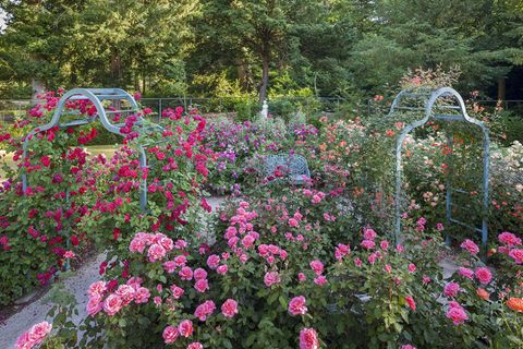 Cliveden rose garden
