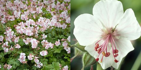 Petal, Plant, Flower, Pink, Flowering plant, Botany, Groundcover, Spring, Shrub, Subshrub, 