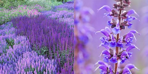 Purple, Lavender, Violet, Flowering plant, Lavender, Annual plant, English lavender, Perennial plant, Broomrape, Nepeta, 