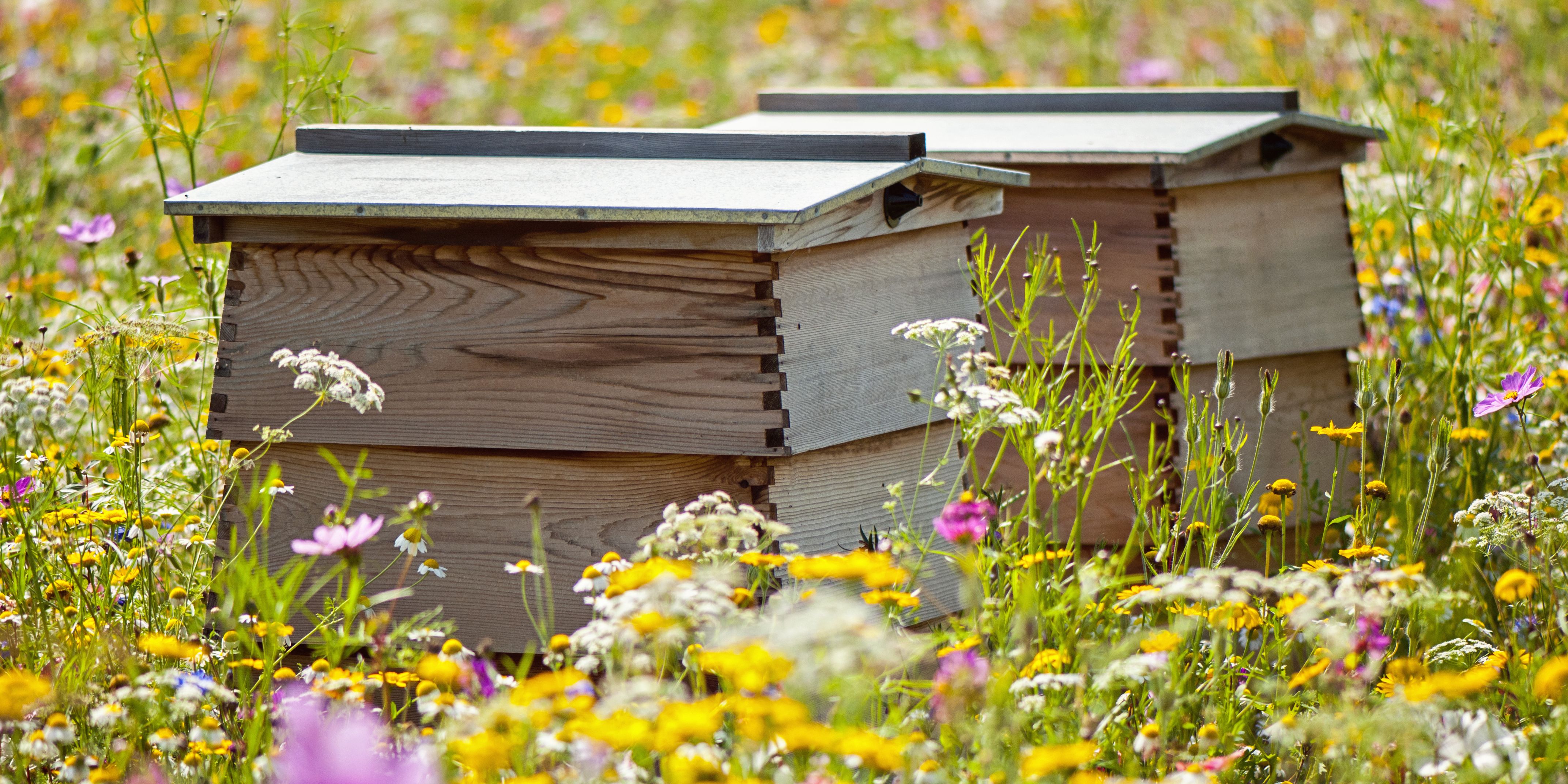 The Beginners Guide to Beekeeping Everything You Need to Know 