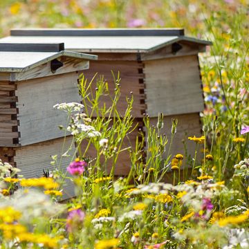 beekeeping