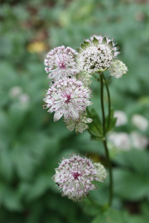 8 of the best garden flowers for cutting and arranging