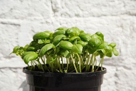 basil