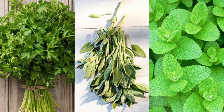 10 of the best herbs to grow in your garden - best herb ... on {keyword}