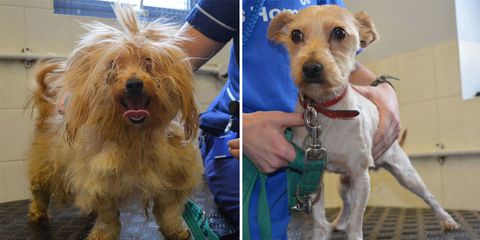 battersea dogs home before and after
