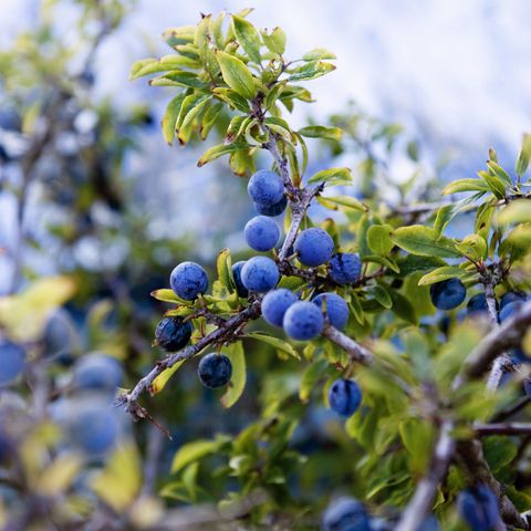 4 easy berry liqueur recipes - Best sloe gin recipe