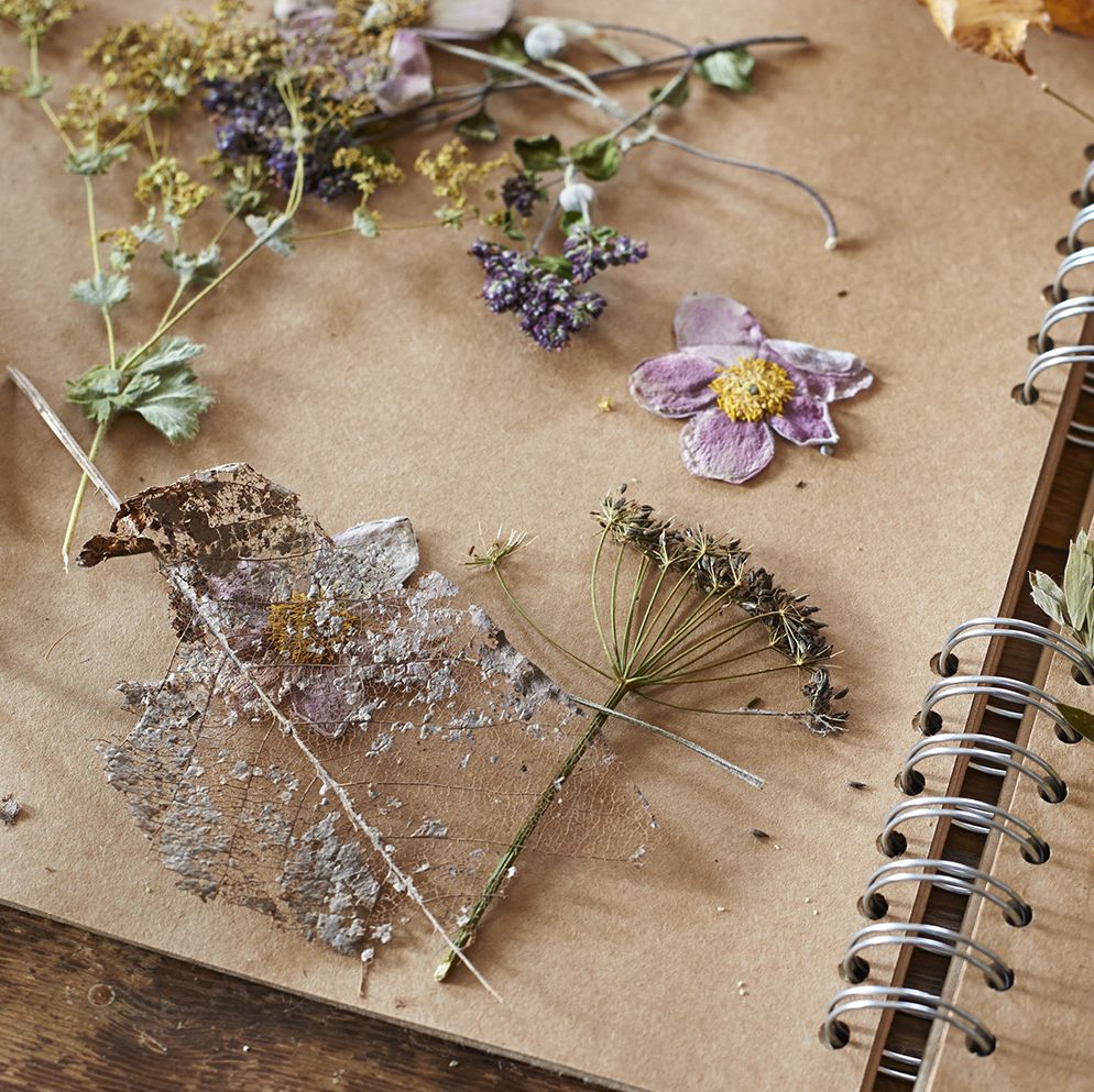 Pressed Flowers - How to Make a Flower Press and Display Pressed