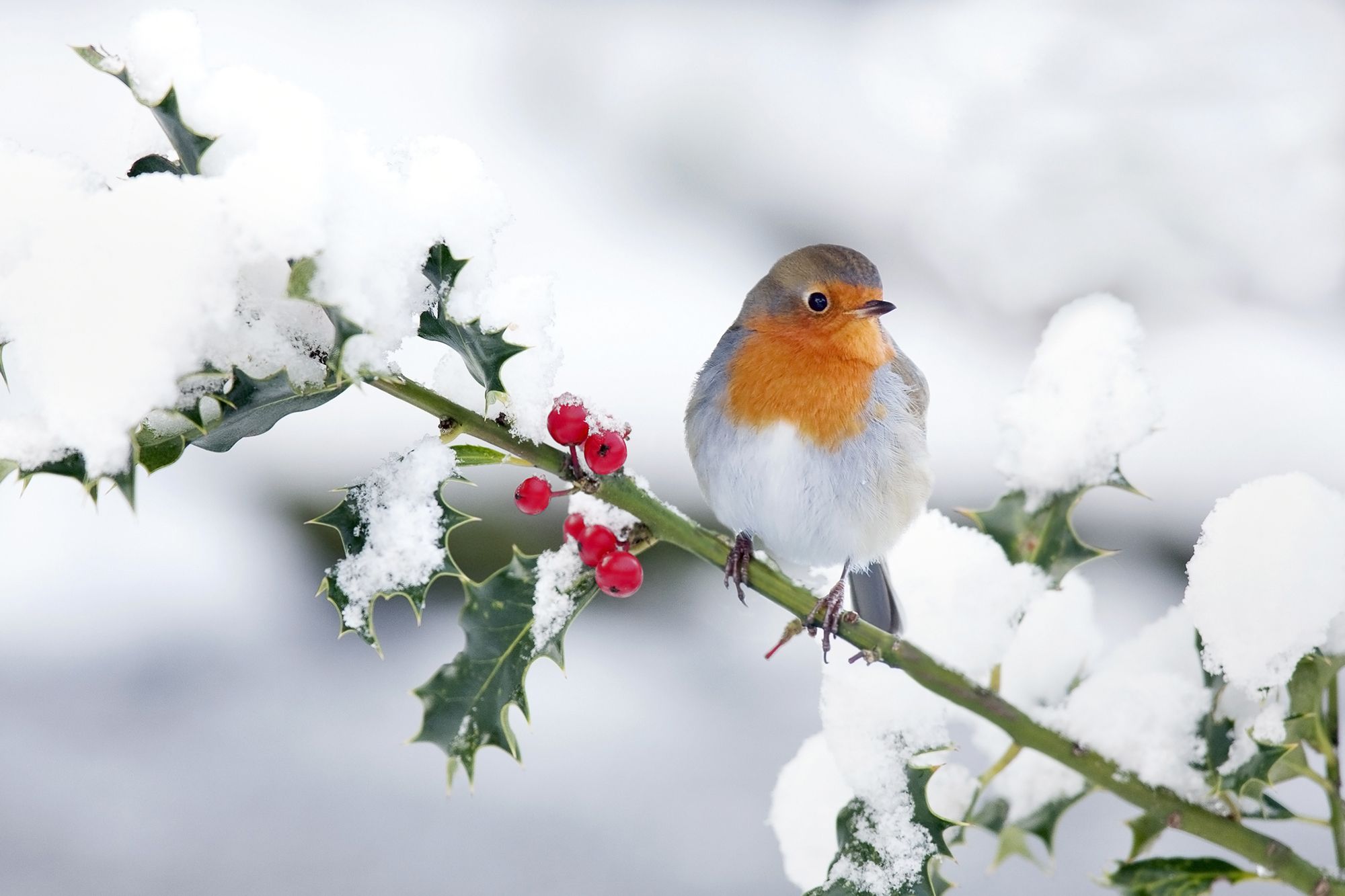 holly robin snow winter
