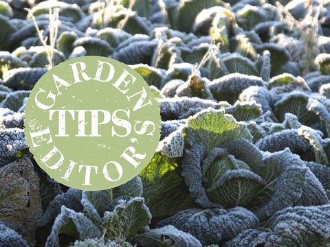 garden tips november