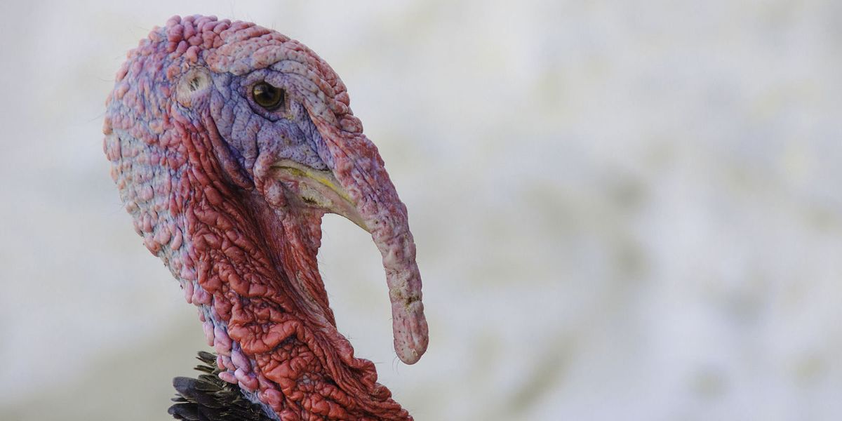 10 of the best free range turkey farms