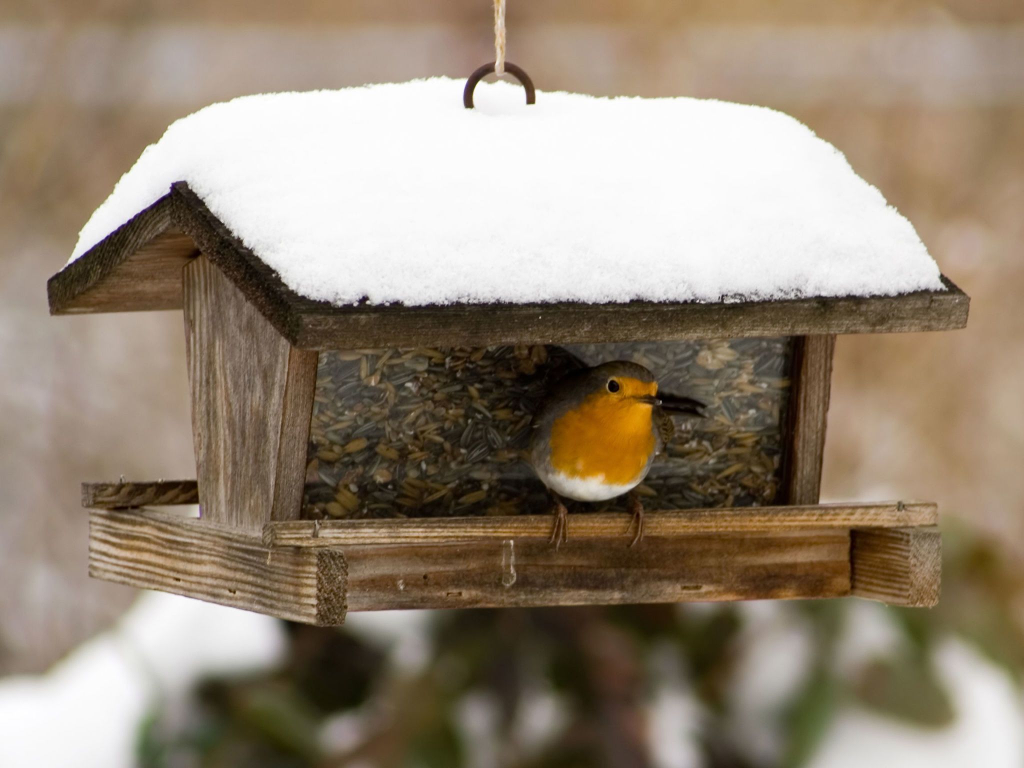 best suet for winter