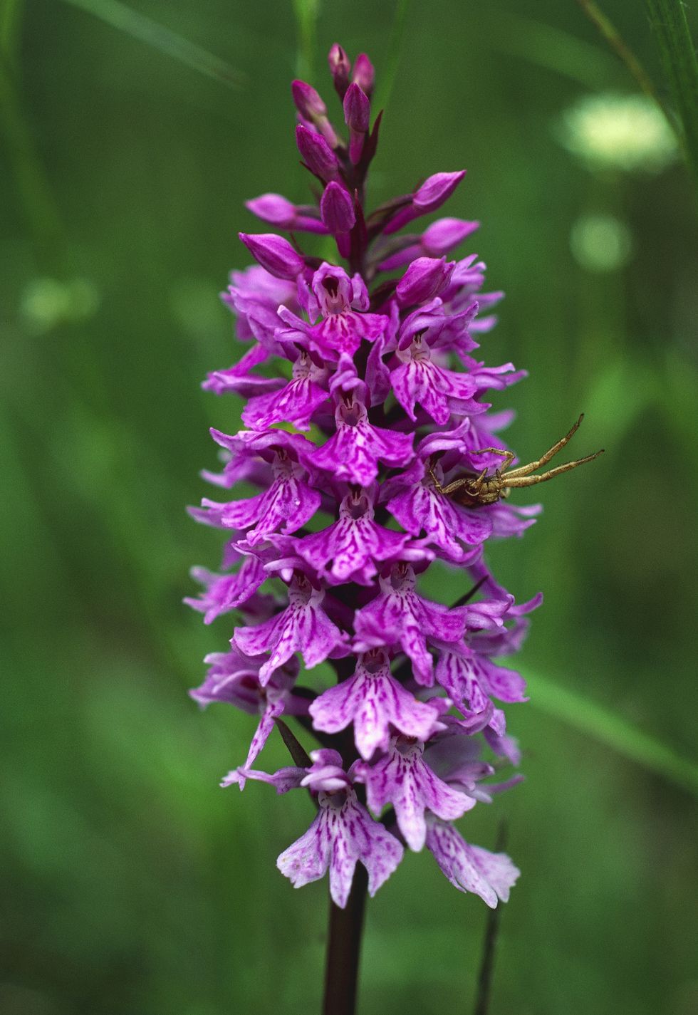 Early purple orchid in spring
