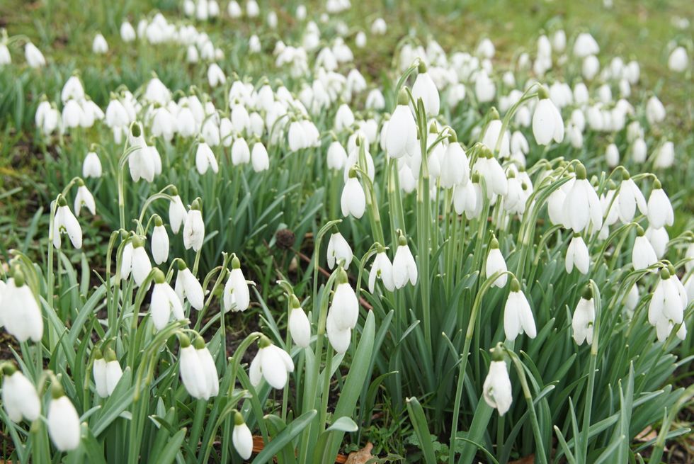 Lots of white snowdrops in field