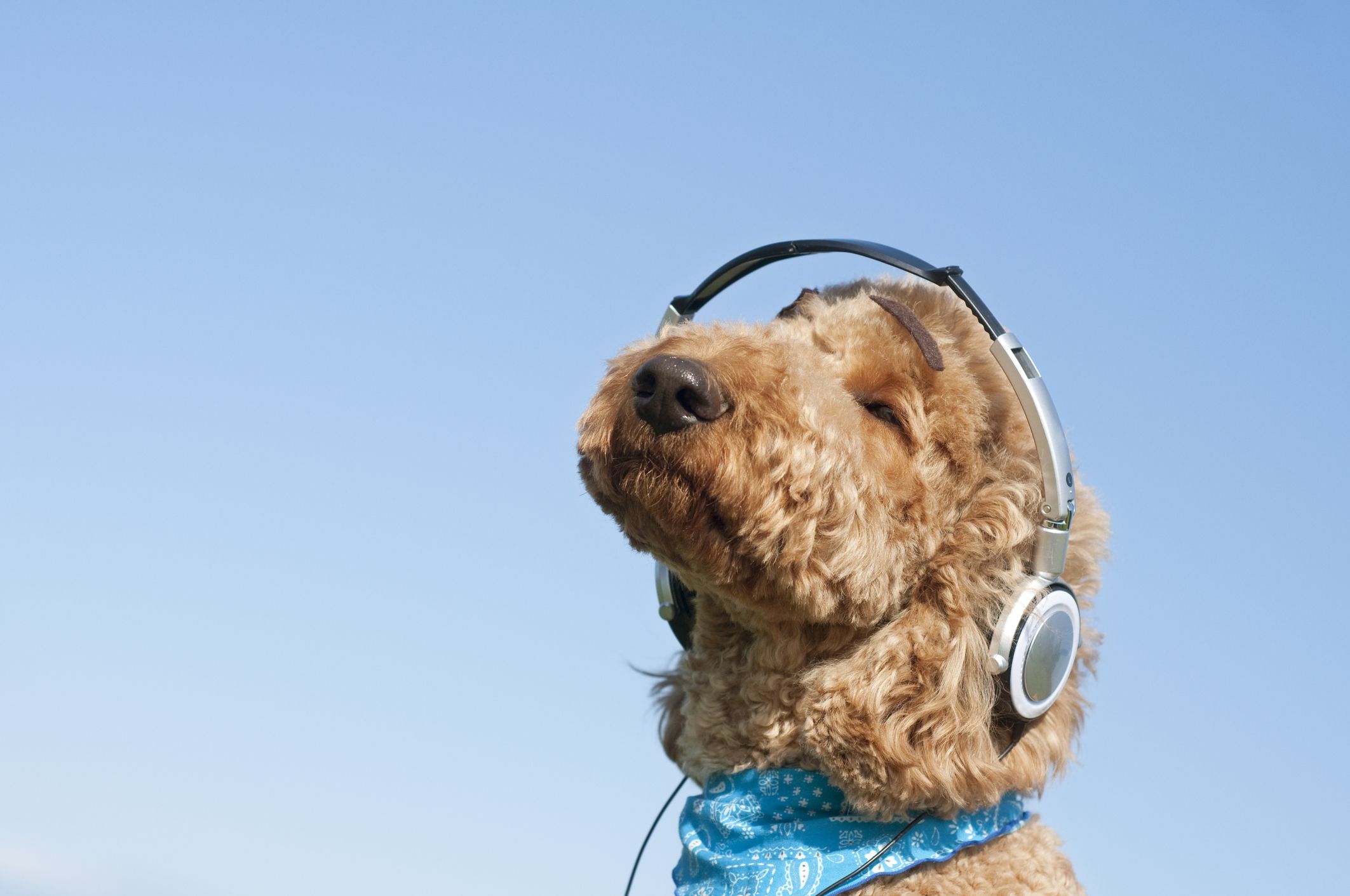 music to relax your dog