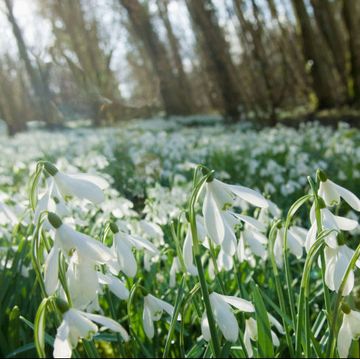 snowdrops logo bloom of the month
