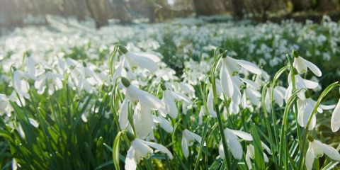 snowdrops logo bloom of the month