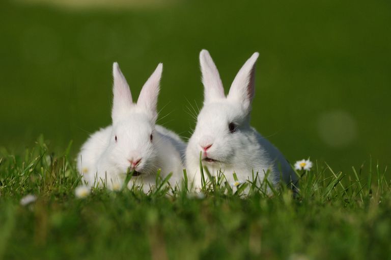 This is why we say ‘pinch punch’ and ‘white rabbits’ on the first of