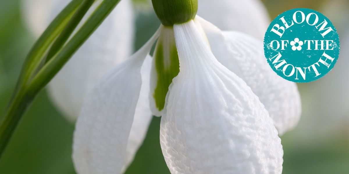 the best snowdrop varieties look out for