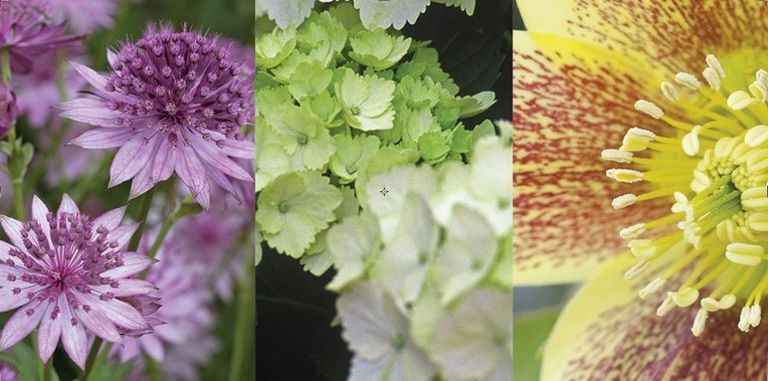 15 Best Shade-Loving Plants - Beautiful shade plants for your garden