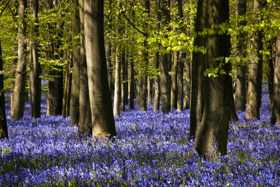 Beautiful bluebell woods are at risk of being wiped out