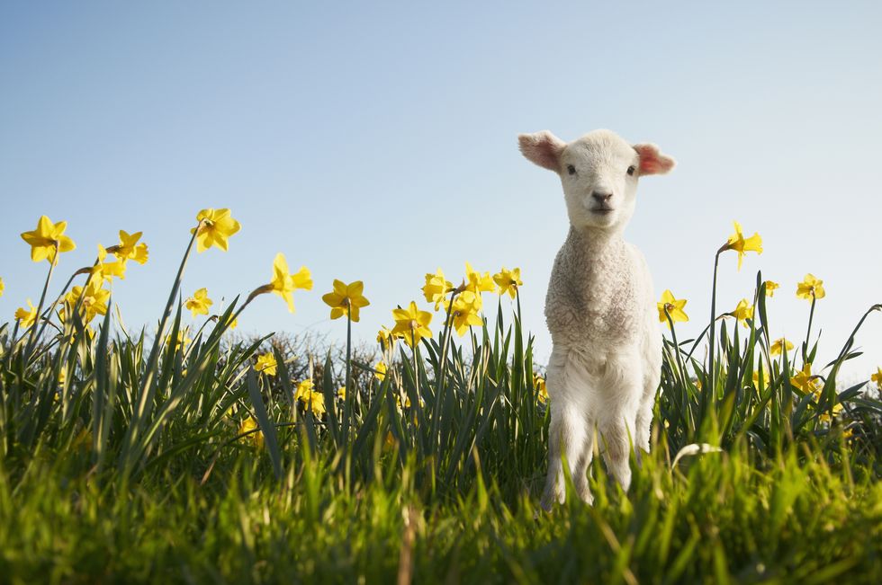 Lamb in spring with daffodils and blue sky