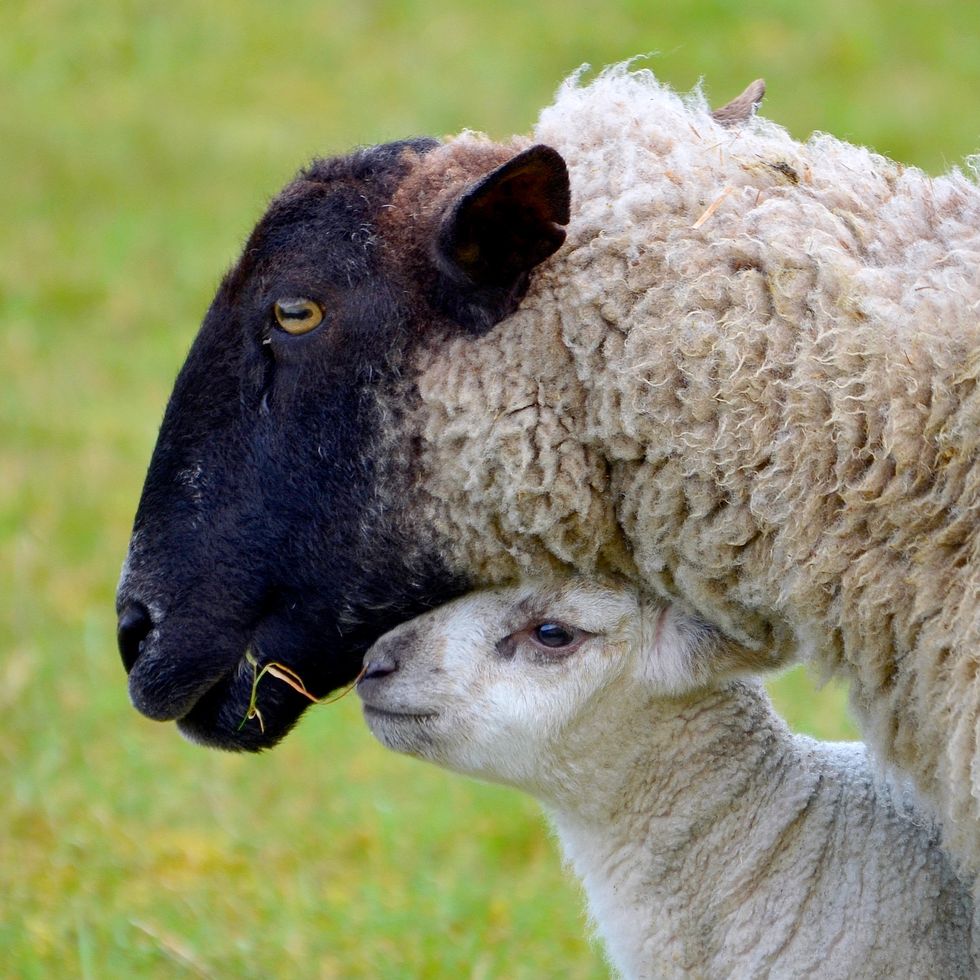 Lamb with mother ewe - up close face shot