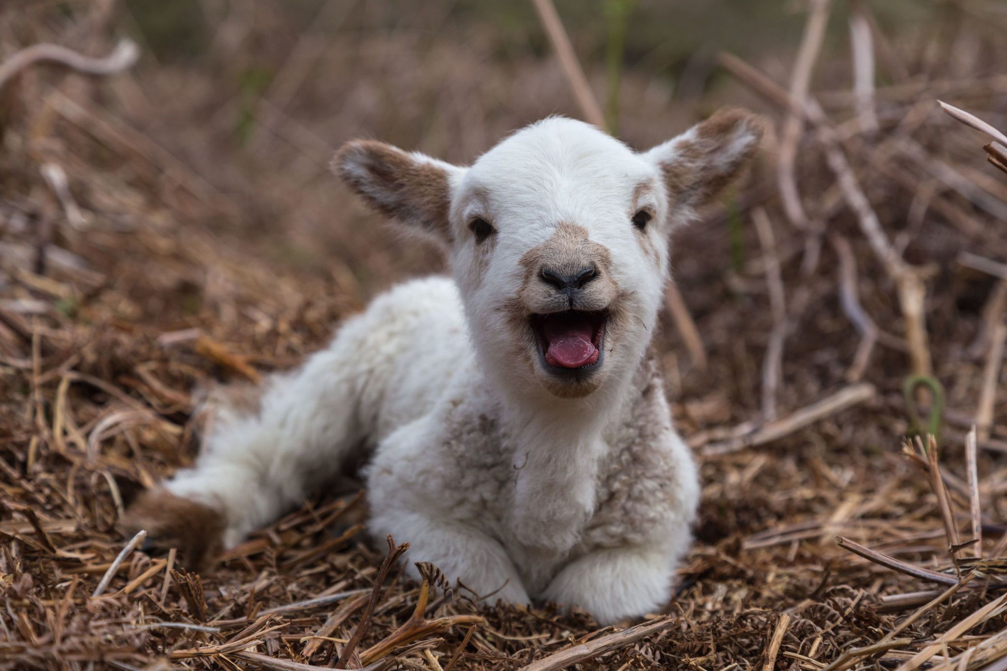 Lambs vs Sheep — 5 Major Differences Explained - A-Z Animals